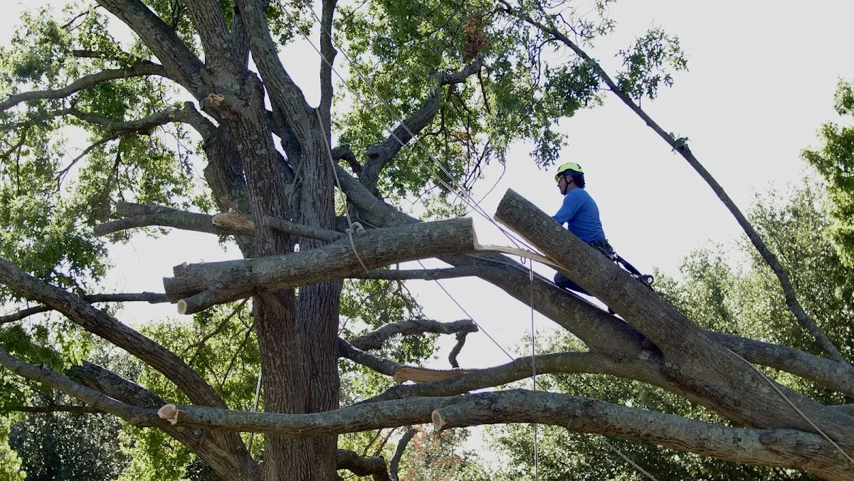 Professional Crown Thinning performed by certified arborists in Estell Manor